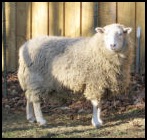 Sheep named Hefernan